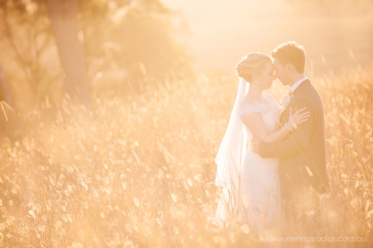 Sirromet golden field